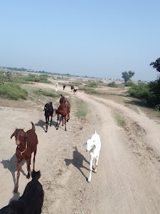 Kalla Ji
