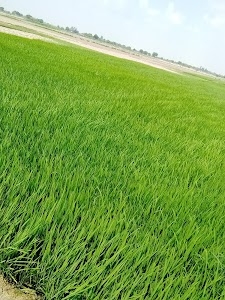 Pakhangoi