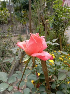 Moyna