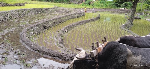 Suman Kashyaps farming field