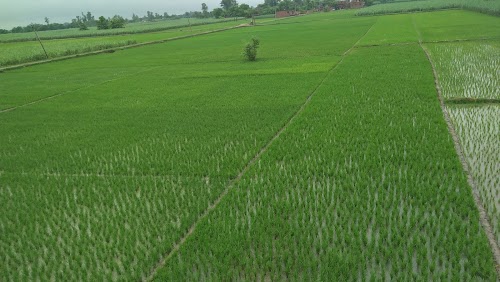 Lohraiya