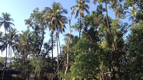 Mangaon