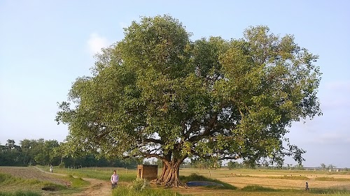 Devi Baari
