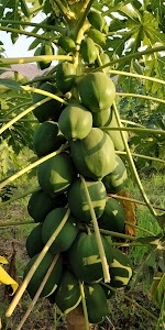Palka