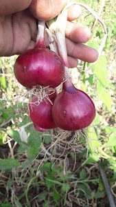 Kohiri SeedS