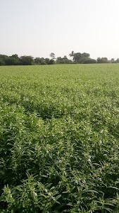 हरखाणी फार्म