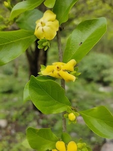 Uttar Kuchi