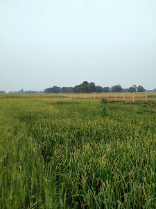 Hari Om Singh Rajpoot farm