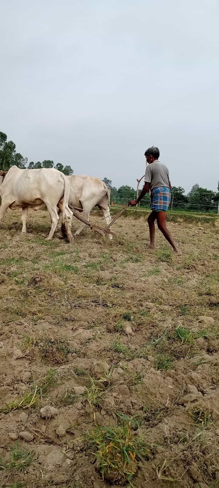 Mainakhedi