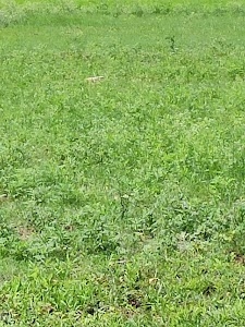 Bhanupur