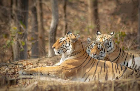 Khursapar Gate,Pench Tiger Reserve Maharashtra