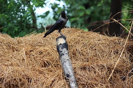 Raibaga