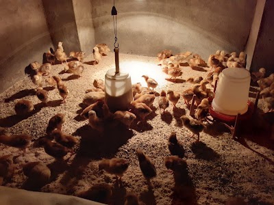 ZZ Poultries