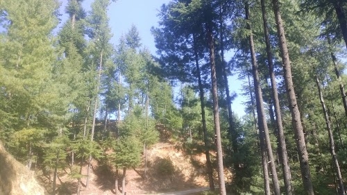 Villgam