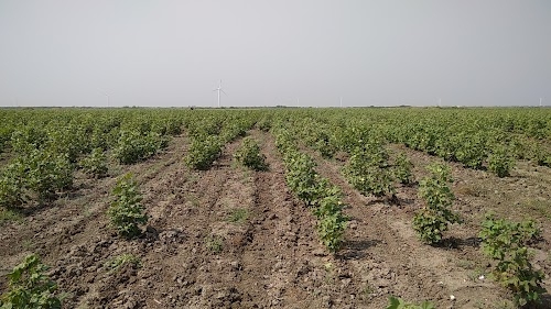 Mota Dahisara