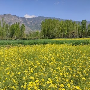 Shar-I- Shali
