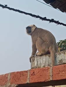 Hatwa Shukla