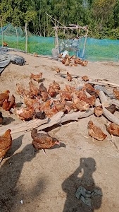 Hallwali poultry farm