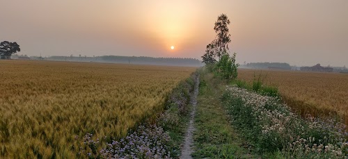 Bindu Khera