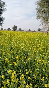 Khodala