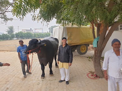 Famous Golu Dairy Farm