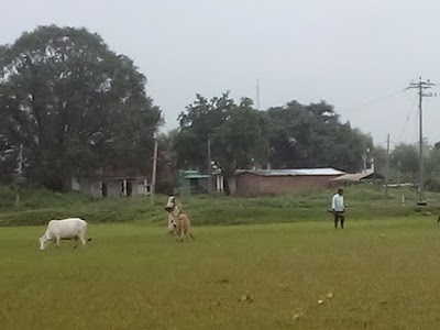 Jodhpur