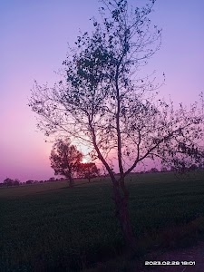 Basana