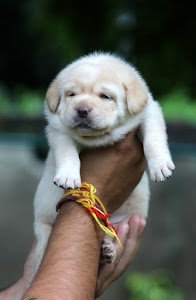 Dog Shop in Jhansi