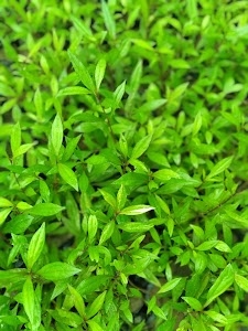 Bengal Institute Of Pharmaceuitical Science(Ayurveda)