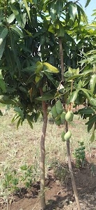 Tadawale