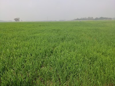 Rampur Rewati