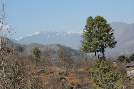 Himalayan Weavers (Gulab)