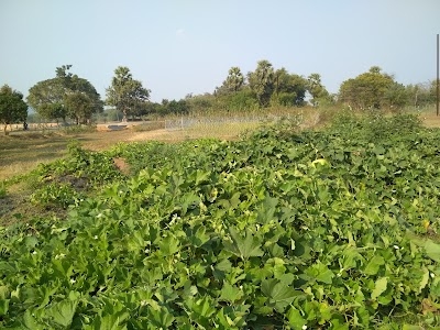 Kashida