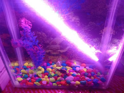 Fish Aquarium Etawah