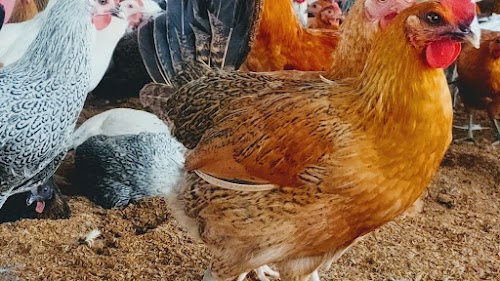 Chiks Ducklings