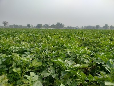 Rajat Pandit farm House