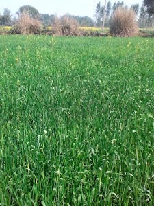 Rafiganj