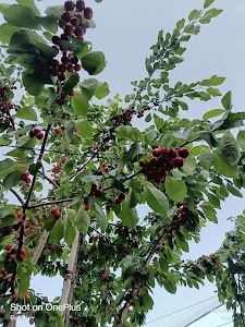 Hill view orchard Baghi