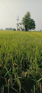 Jandi