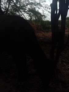 Hasanpar
