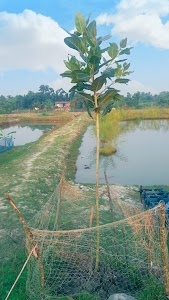 Birinchi Bari