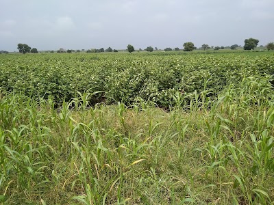 Bhindawas