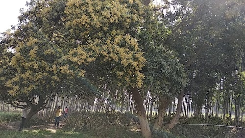 सूरज सिंह फ्रार्म हाउस