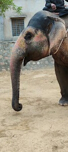 Hathi Gaon