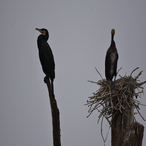 Jungle Lodges & Resorts - Boat Safari
