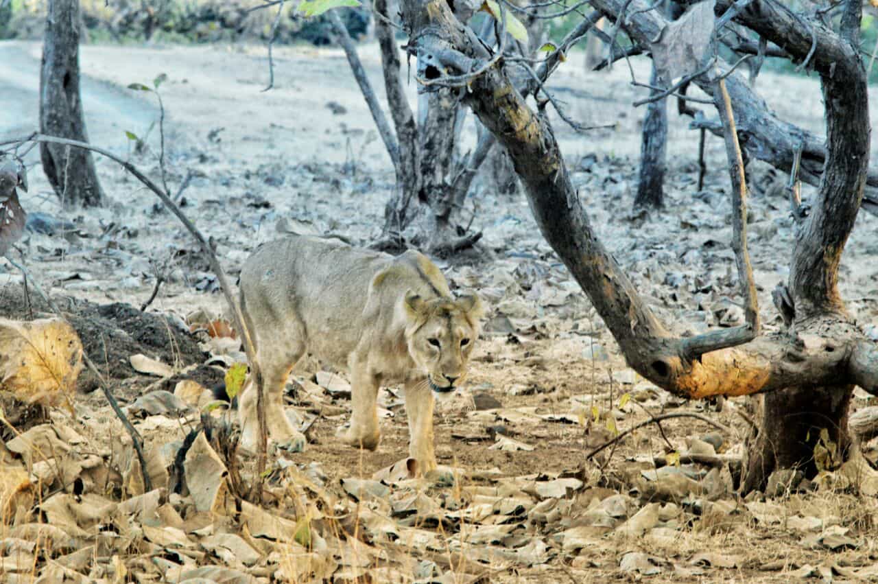 Gir National Park