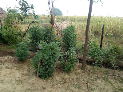Home Singh Yadav Krishi Farm