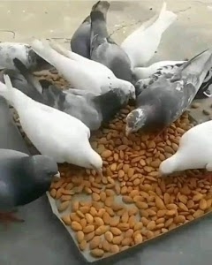 Novelty Bakery