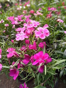 Lovely Nursery