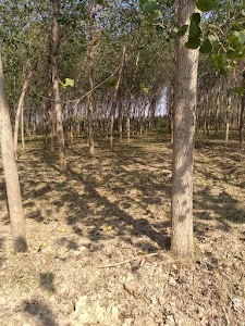 Pawan's Agro Farm